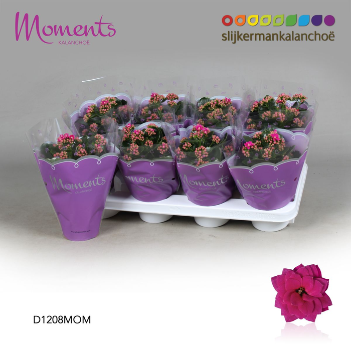 <h4>Kalanchoë Moments - Purple P12</h4>