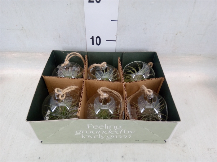 <h4>Arr.  Tillandsia L%</h4>