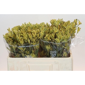 Anigozanthos Cape Aurora