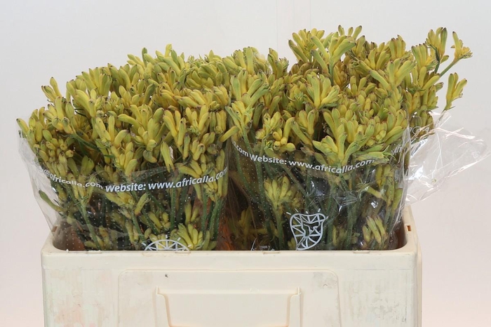 <h4>Anigozanthos Cape Aurora</h4>