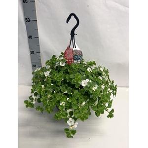 SUT BA CA TRAIL WHIT