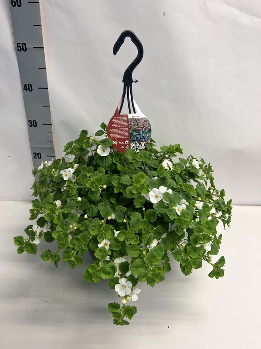 <h4>SUT BA CA TRAIL WHIT</h4>