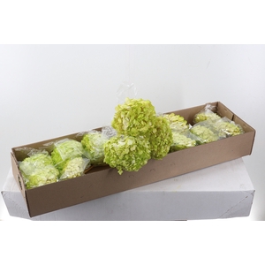 Hydr Preserved Amazonica Premium