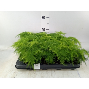Asparagus setaceus