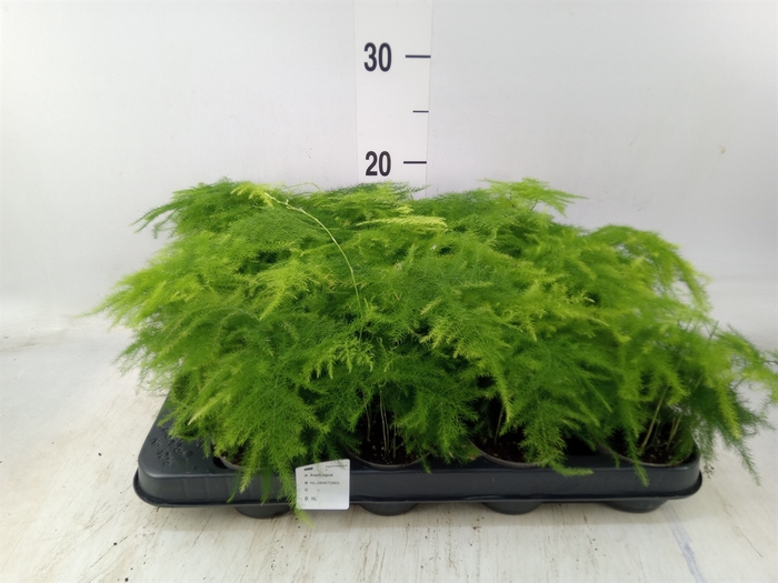 <h4>Asparagus setaceus</h4>