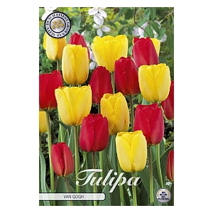 Bulb Tulp Van Gogh X10