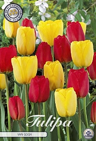 Bulb Tulp Van Gogh X10