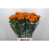 Tagetes Marigold Promise Orange