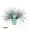 Festuca glauca