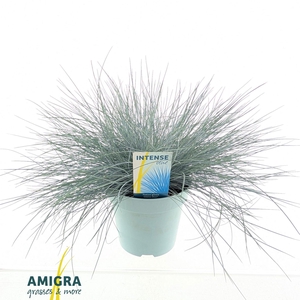Festuca glauca