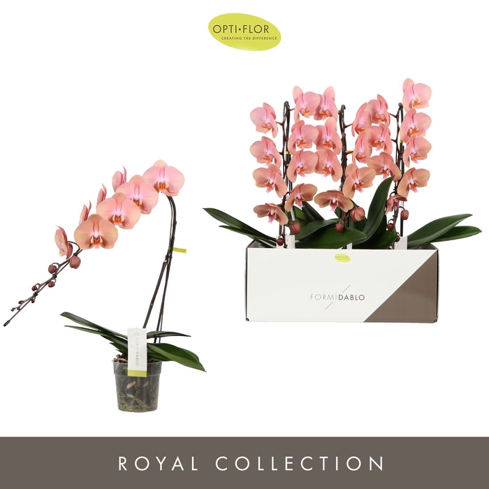 <h4>Phalaenopsis overig oranje (meerder</h4>