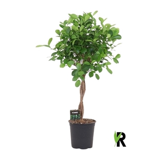 Ficus micr. Moclame gevlochten stam