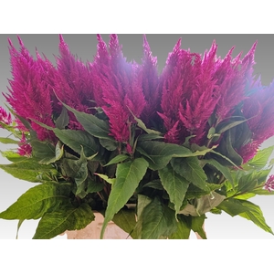 Celosia Century Purple GJ Bouwer