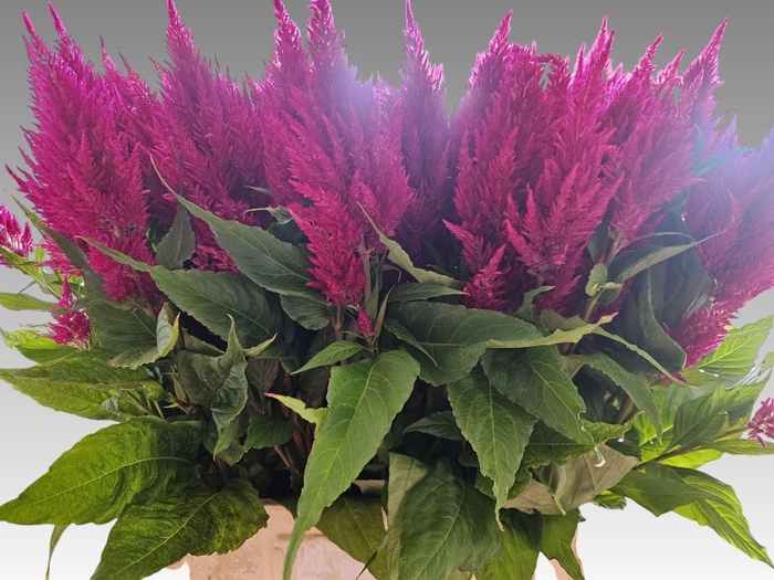 <h4>Celosia Century Purple GJ Bouwer</h4>