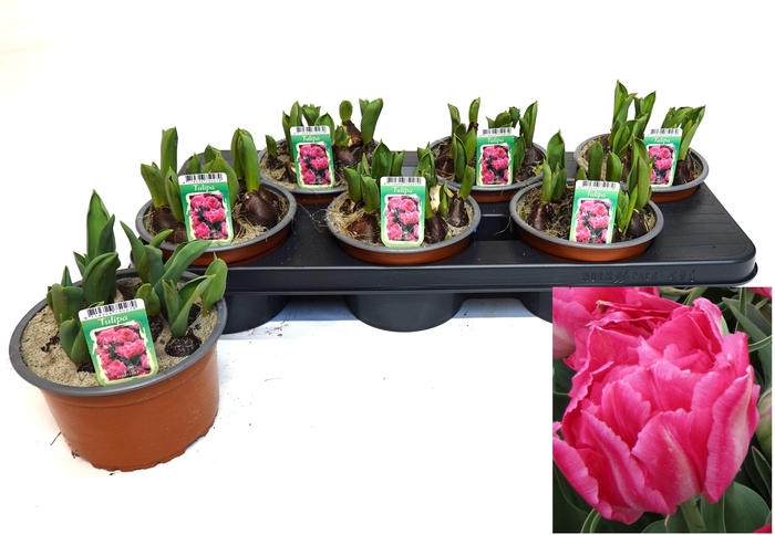 <h4>TUL OV DUBBEL</h4>