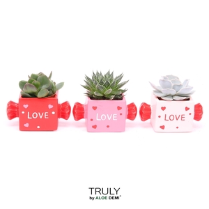 TRULY Succulent, Candy