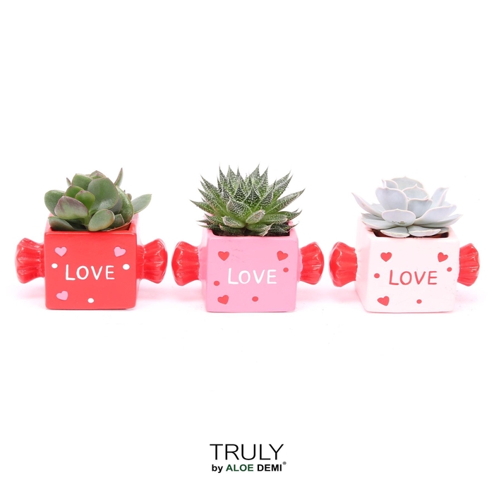 <h4>TRULY Succulent, Candy</h4>