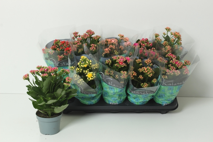 <h4>KAL GE PERF GEM 5 KL</h4>