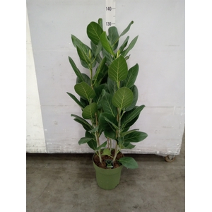 Ficus benghalensis 'Audrey'