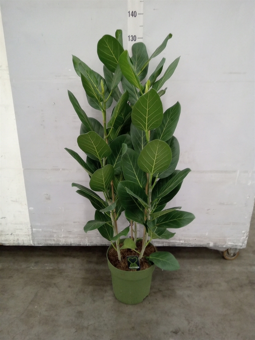 <h4>Ficus benghalensis 'Audrey'</h4>