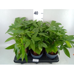 Pachira aquatica