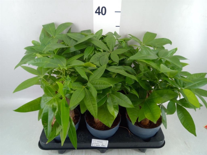 <h4>Pachira aquatica</h4>