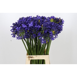 Agapanthus Suzan