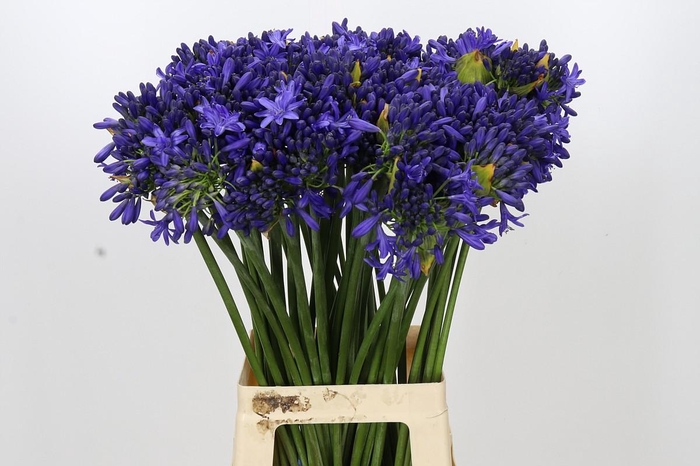 <h4>Agapanthus Suzan</h4>