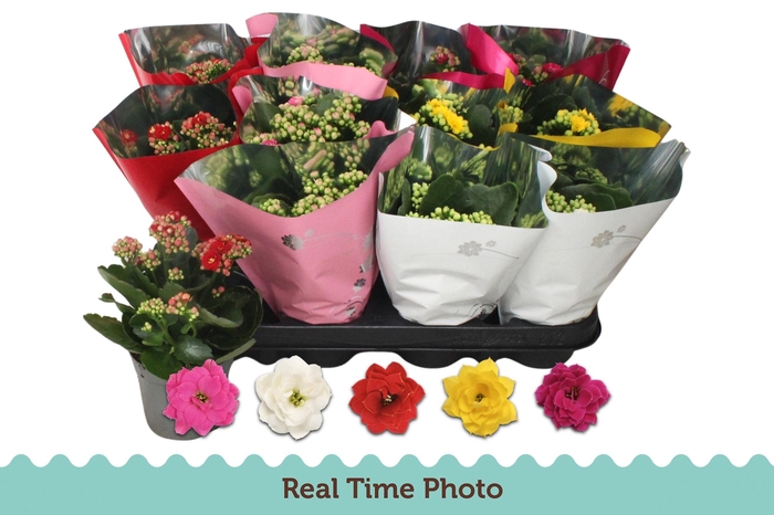 <h4>Kal Ge Gem 5 Kl</h4>