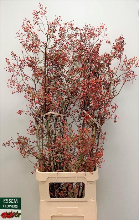 <h4>ROSA PLENTY</h4>