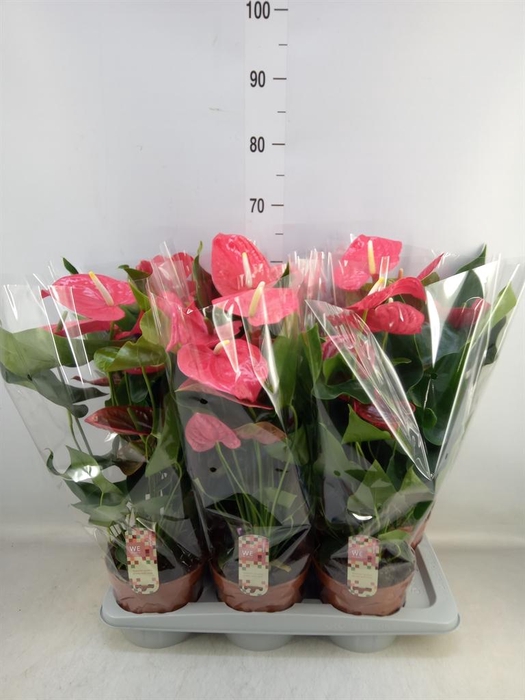 <h4>Anthurium andr. 'California'</h4>