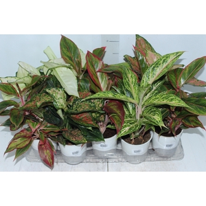 AGLAONEMA VARIADA P12