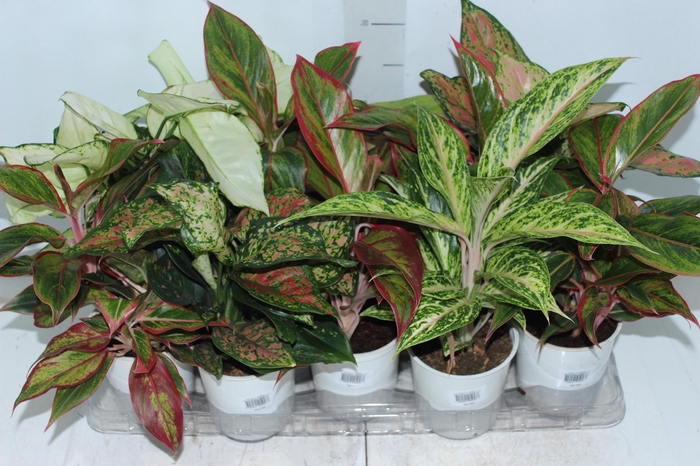 <h4>AGLAONEMA VARIADA P12</h4>
