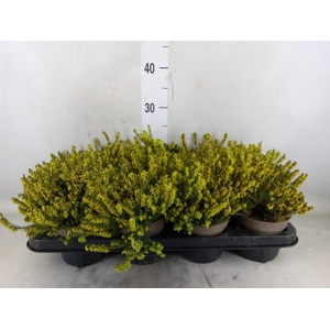 Erica darley. 'Darley Dale'