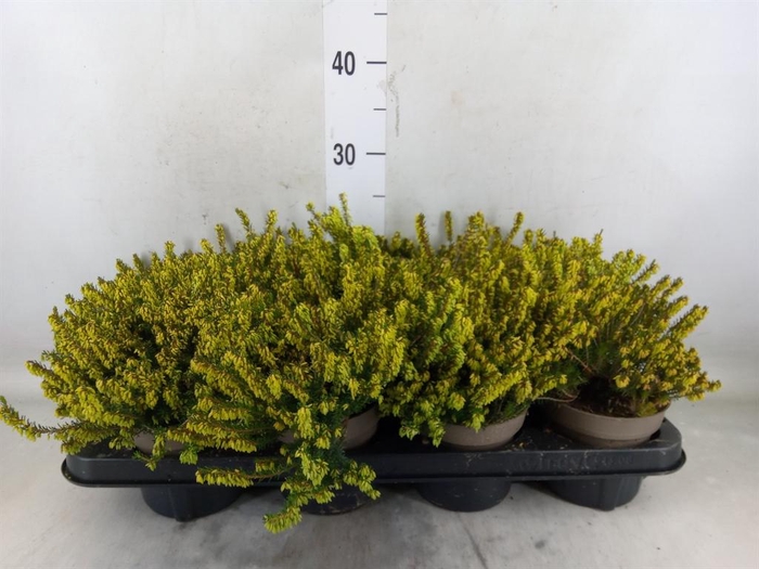 <h4>Erica darley. 'Darley Dale'</h4>