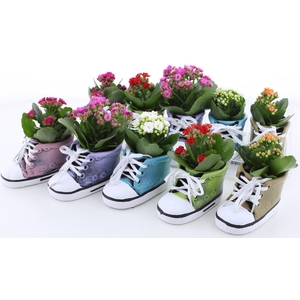 ARR KALANCHOE