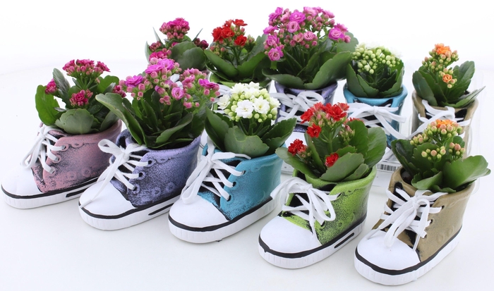 <h4>ARR KALANCHOE</h4>