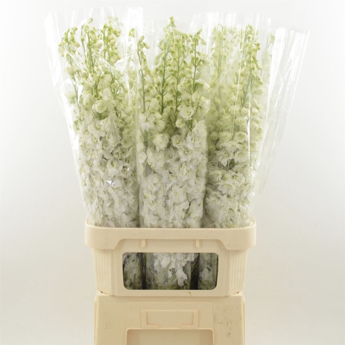 <h4>Delphinium DU 'Dev Snow White'</h4>