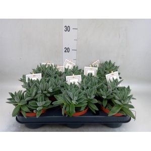 Crassula  'Tarantula'
