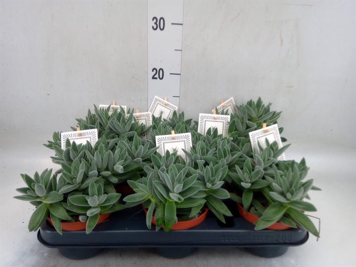 <h4>Crassula 'Tarantula'</h4>