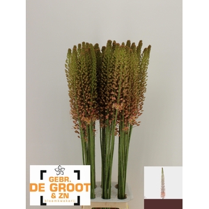 EREMURUS MACARENA