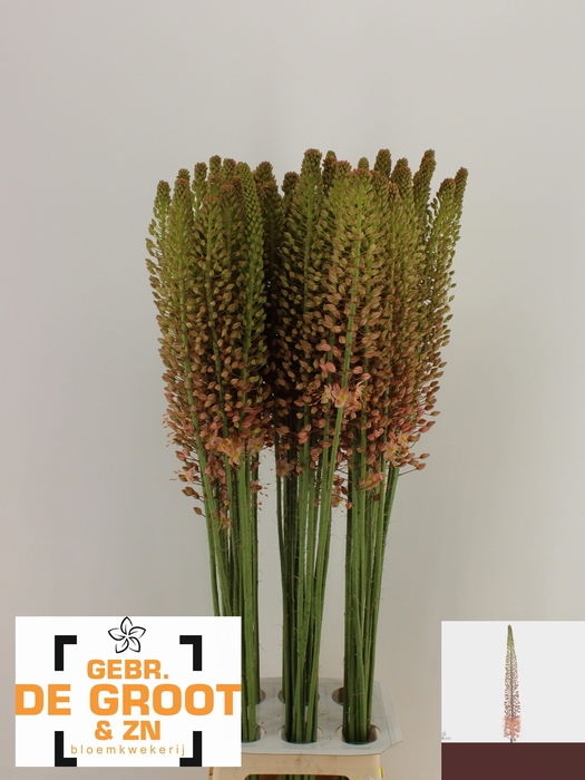 <h4>EREMURUS MACARENA</h4>