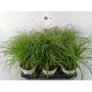 Cyperus alternifolius 'Zumula'