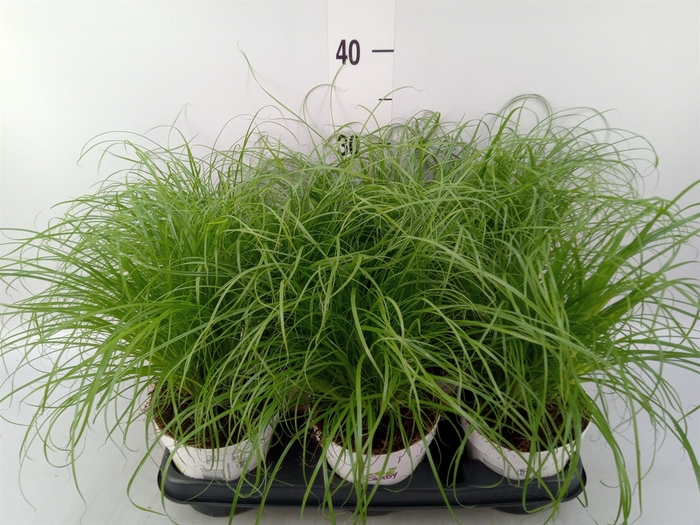 <h4>Cyperus alternifolius 'Zumula'</h4>