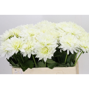 Dahlia DE 'Karma Maarten Zwaan'