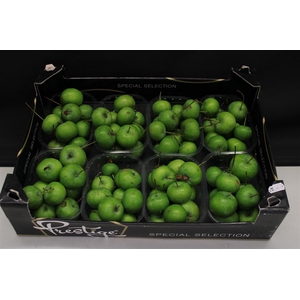 APPEL MALUS GROEN X8