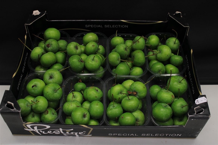 <h4>APPEL MALUS GROEN X8</h4>