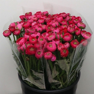 Ran El Hot Pink Super