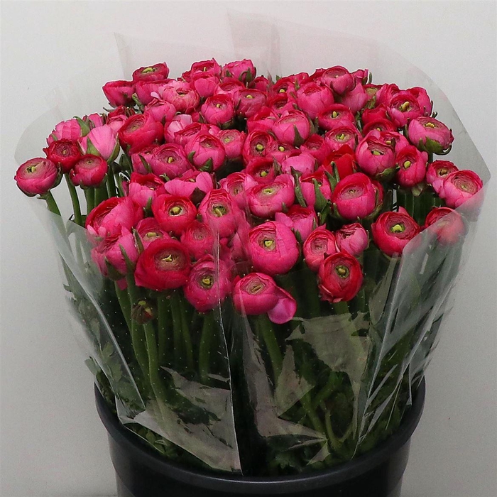 <h4>Ran El Hot Pink Super</h4>