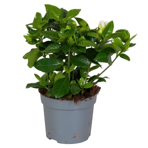 Gardenia jasminoides